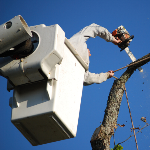 tree removal services birmingham al