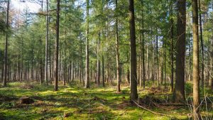Tree Removal for Your Property, Blog