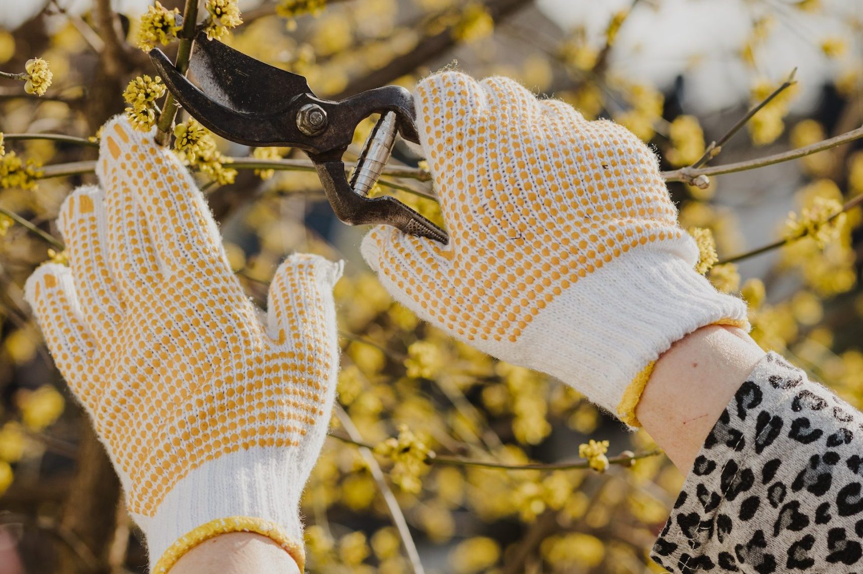tree pruning