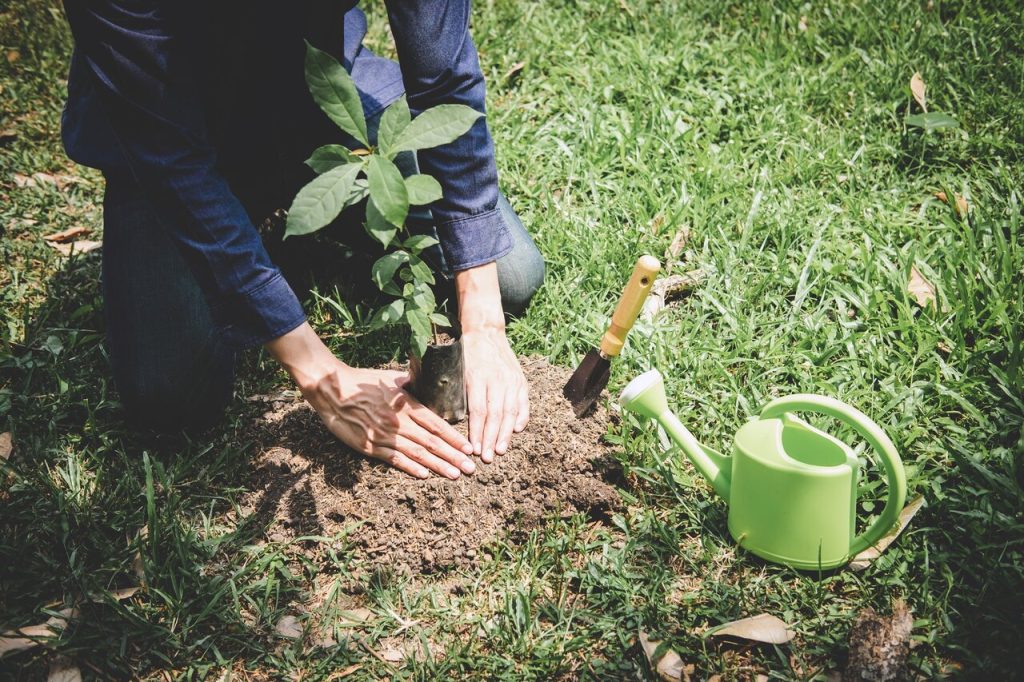 tree planting