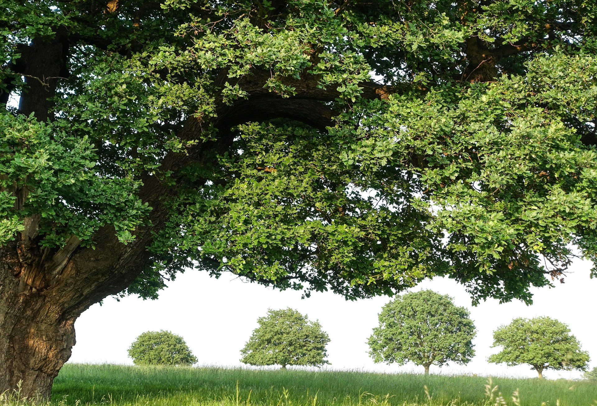 tree maintenance