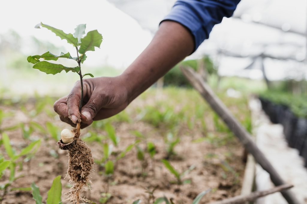 tree planting, Healthy Landscape