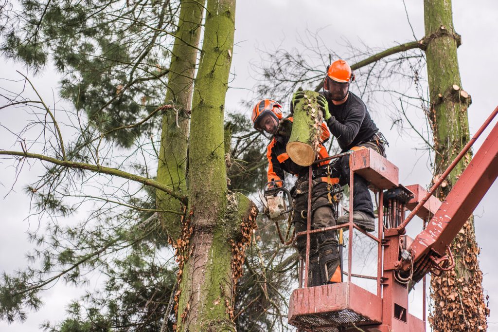 emergency tree services