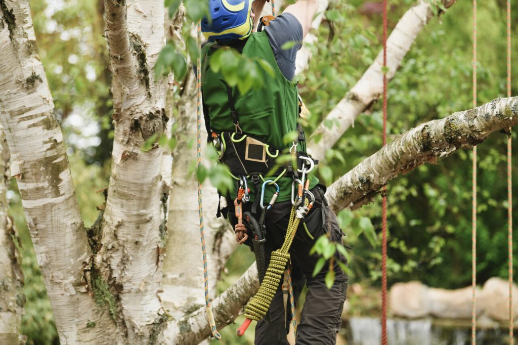 tree services, tree Risk