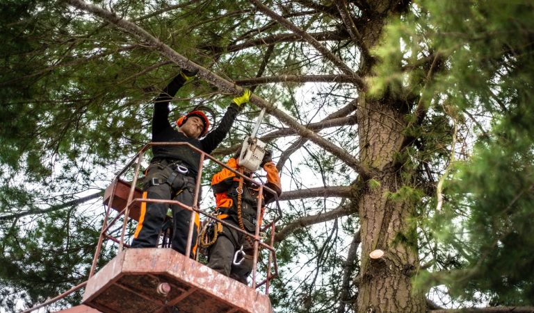 tree trimming, Tree Health