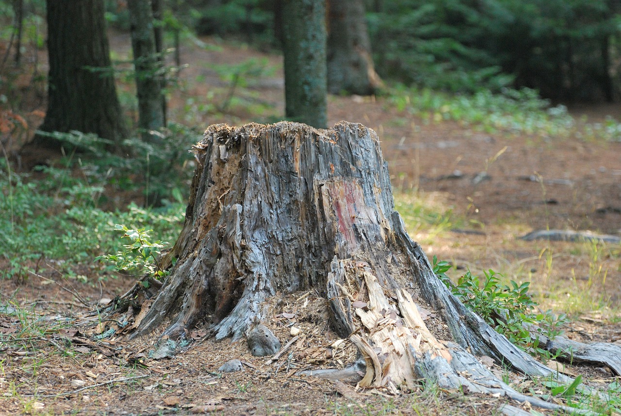 tree stump removal