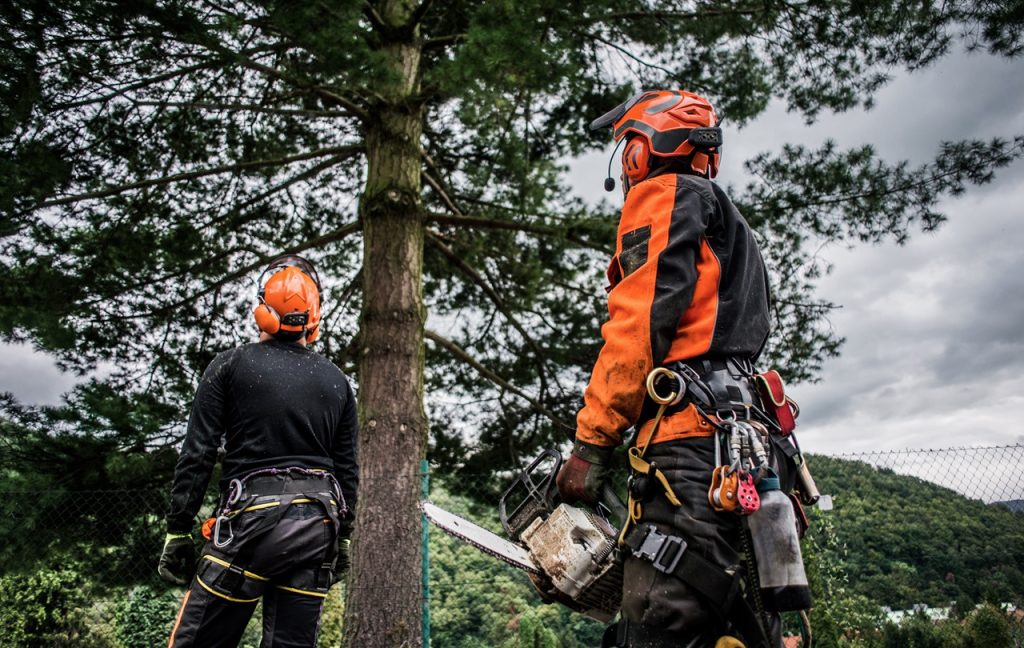 emergency tree services