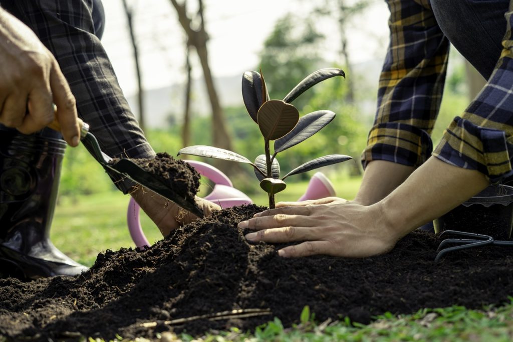 tree planting services, Aesthetic