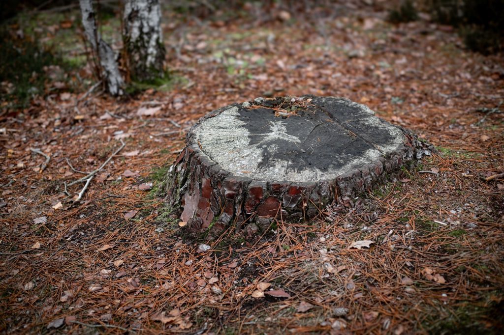 tree stump